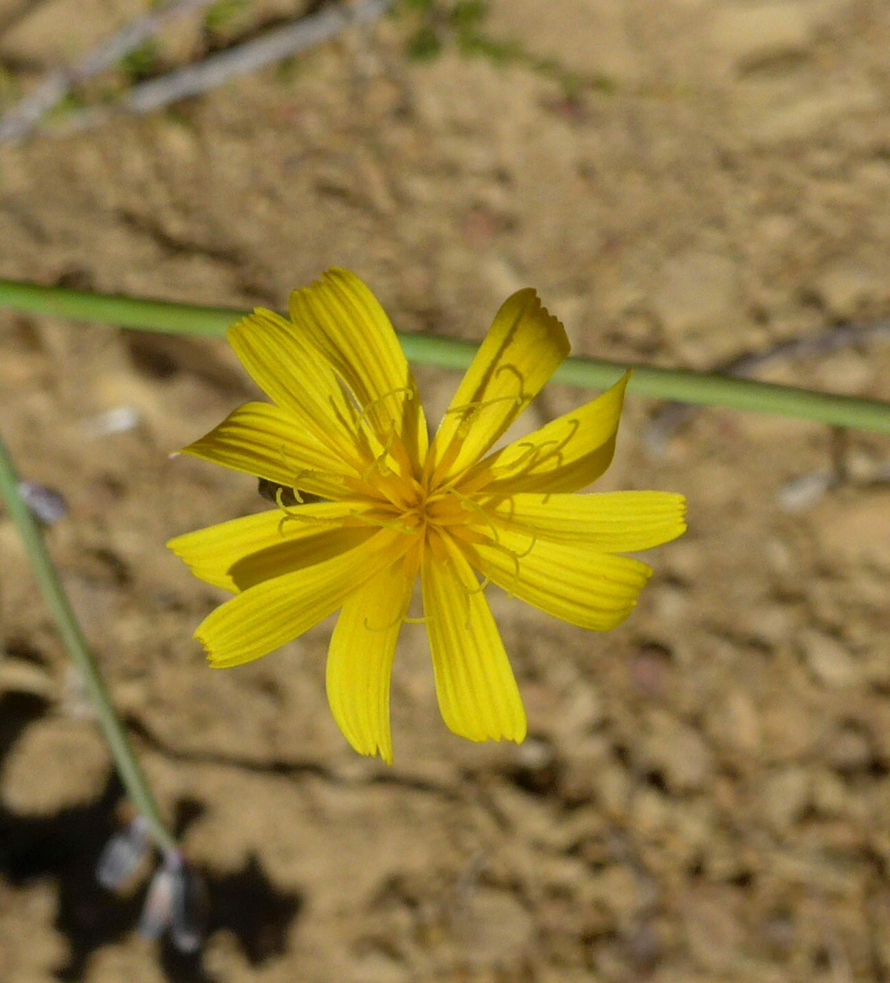 High Resolution Chondrilla juncea Flower